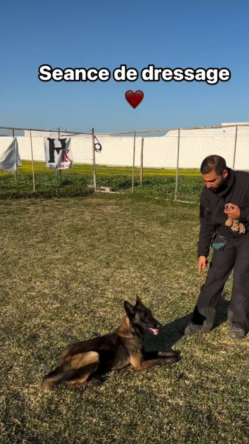 Travail individuel avec un éducateur canin