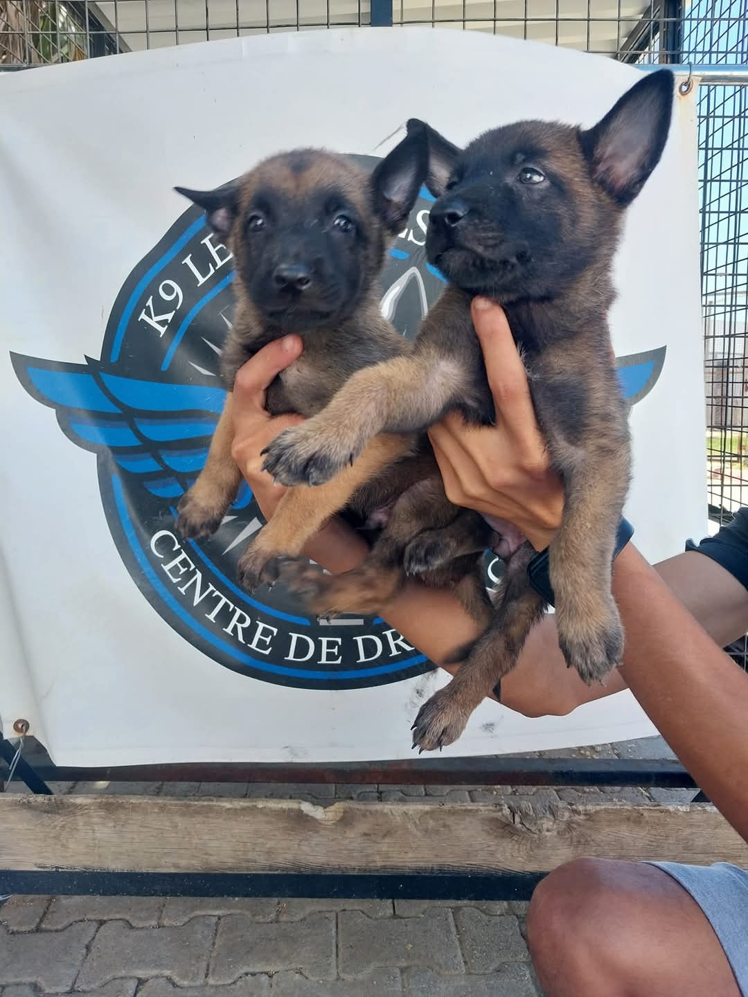 Respecter le rythme du chien pour révéler son potentiel