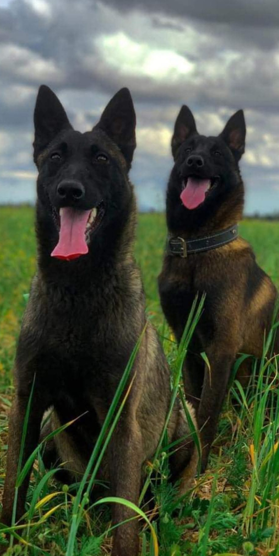 Socialisation entre chiens