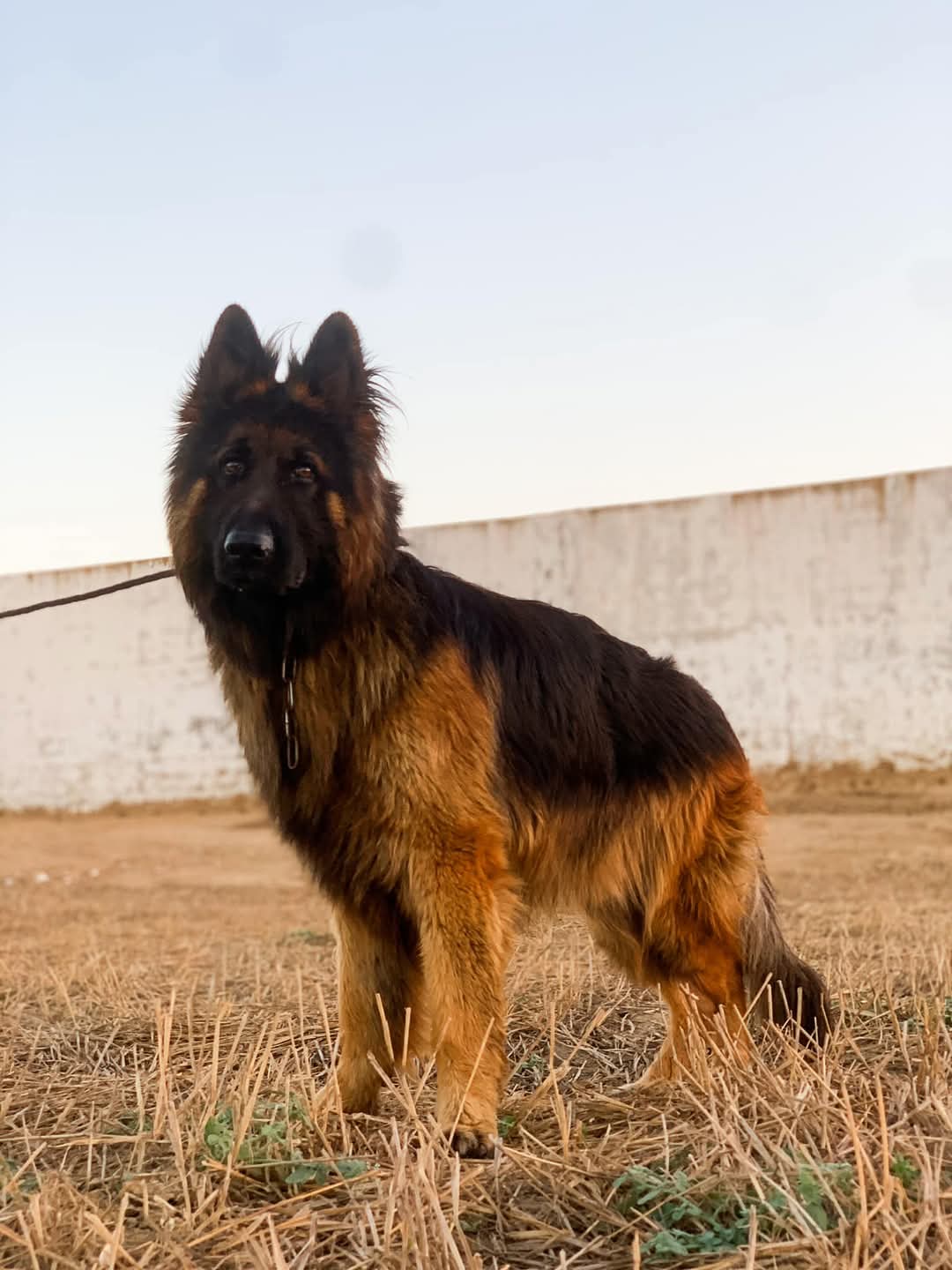 Votre chien a du potentiel, nous le révélons
