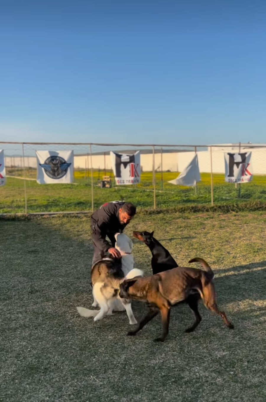 Chiens en pension, aire de jeu