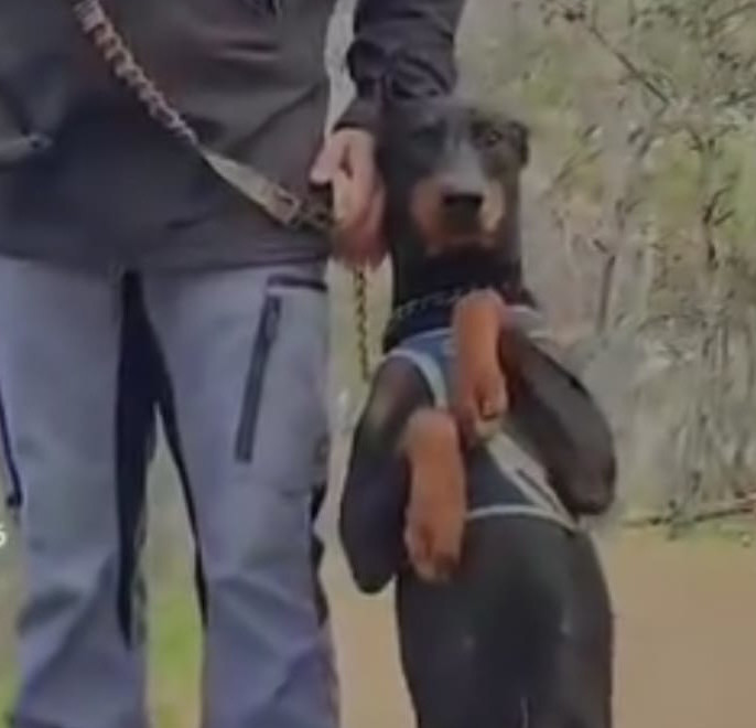 Dobermann tenu en laisse lors d'un exercice de maîtrise