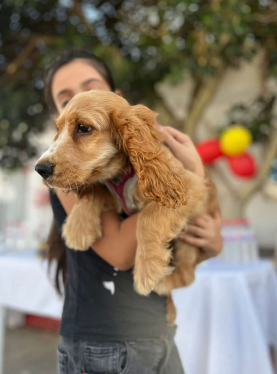 Jeune cocker spaniel porté dans les bras au centre canin