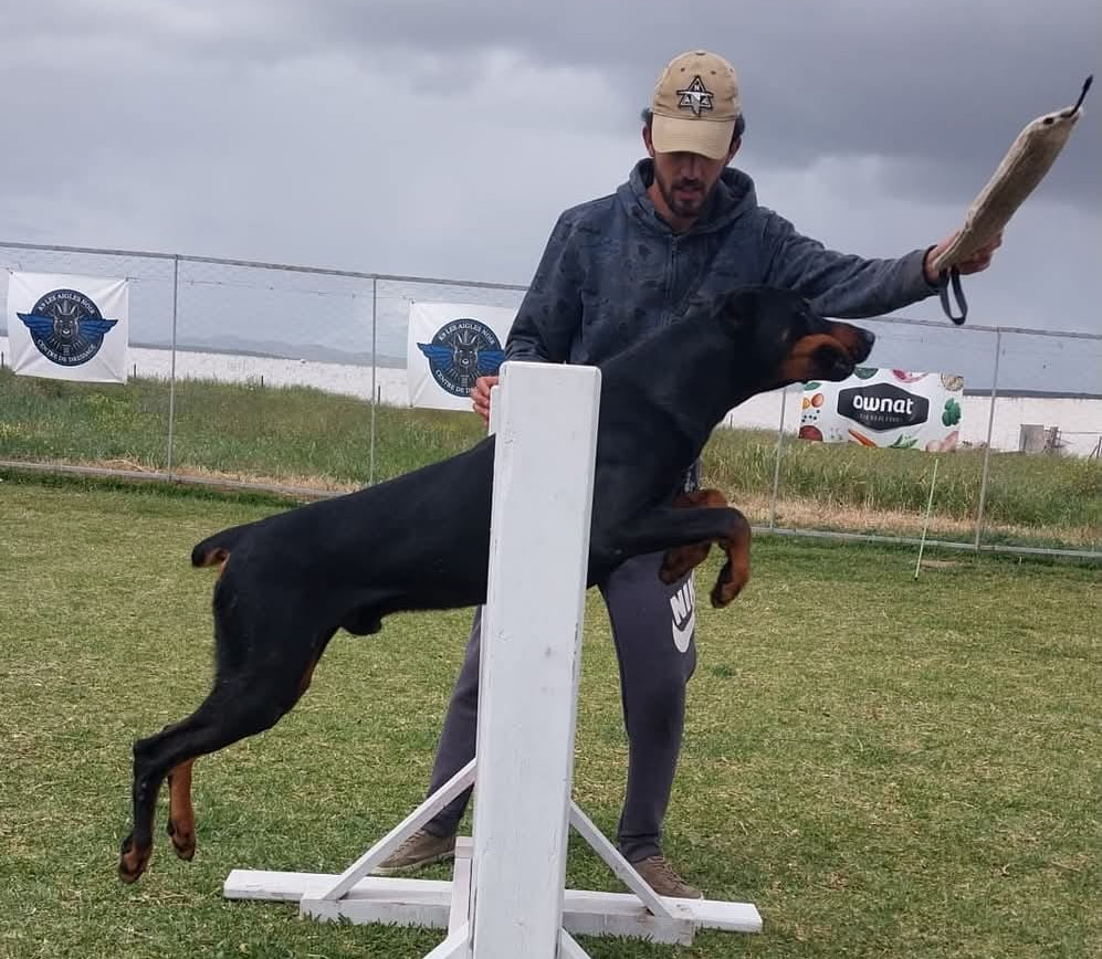 Chien franchissant une haie pendant une séance de dressage